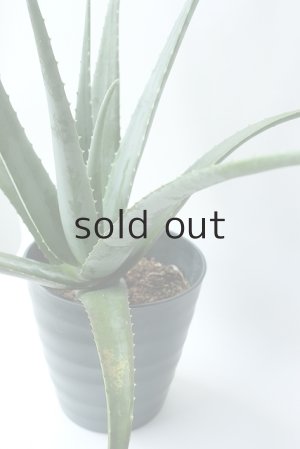 画像6: アロエ苗・アロエベラ