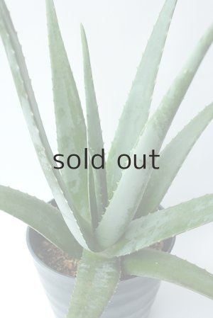 画像3: アロエ苗・アロエベラ