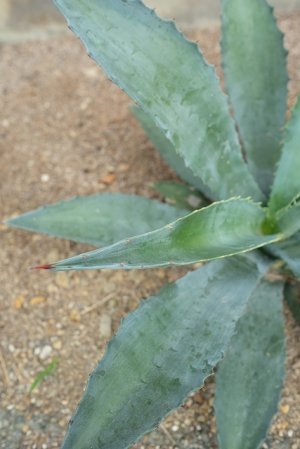 画像3: ★腰窓防犯に人気★アガベ苗・アメリカーナ