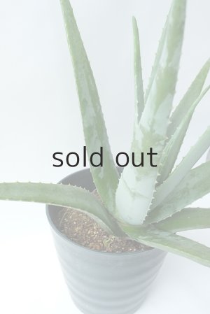 画像5: アロエ苗・アロエベラ