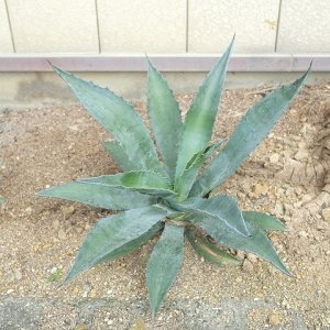 画像2: ★腰窓防犯に人気★アガベ苗・アメリカーナ
