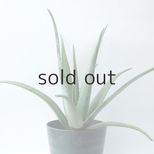 画像2: アロエ苗・アロエベラ