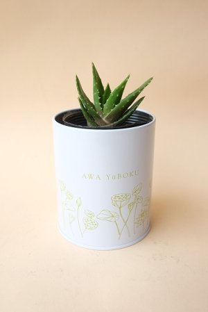 画像11: 100円多肉苗×5個セット・オプションでオリジナルスチール丸缶