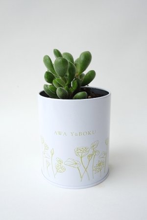 画像2: 100円多肉苗×5個セット・オプションでオリジナルスチール丸缶