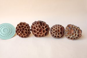 画像1: Dry plants for decor デコール用乾燥花托（蓮）セット