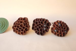 画像1: Dry plants for decor デコール用乾燥花托（蓮）セット＊outlet＊