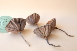 画像2: Dry plants for decor デコール用乾燥花托（蓮）セット