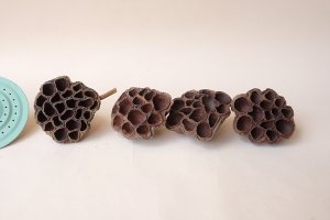 画像1: Dry plants for decor デコール用乾燥花托（蓮）セット