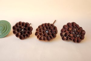 画像1: Dry plants for decor デコール用乾燥花托（蓮）セット＊outlet＊