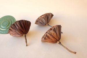 画像3: Dry plants for decor デコール用乾燥花托（蓮）セット＊outlet＊