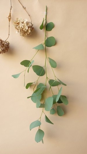 画像9: Dry plants for decor ユーカリ生切り枝（ポポラス）タイプ500mm