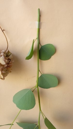 画像11: Dry plants for decor ユーカリ生切り枝（ポポラス）タイプ500mm