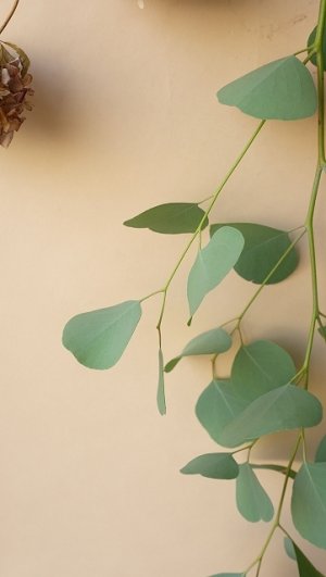 画像10: Dry plants for decor ユーカリ生切り枝（ポポラス）タイプ500mm