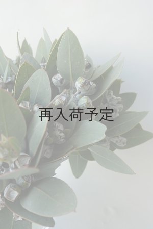画像10: Dry plants for decor 乾燥ユーカリ・テトラゴナシルバー（実付き）Ｍサイズ