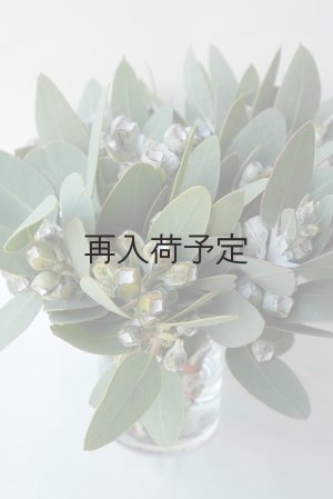 画像3: Dry plants for decor 乾燥ユーカリ・テトラゴナシルバー（実付き）Ｍサイズ