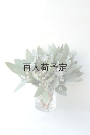 画像1: Dry plants for decor 乾燥ユーカリ・テトラゴナシルバー（実付き）Ｍサイズ