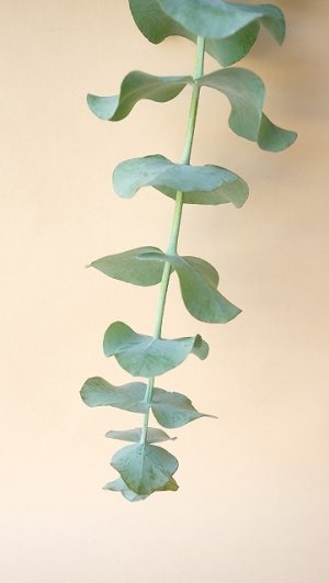 画像20: Dry plants for decor ユーカリ生切り枝（プルベルレンタ・銀世界）タイプ700mm
