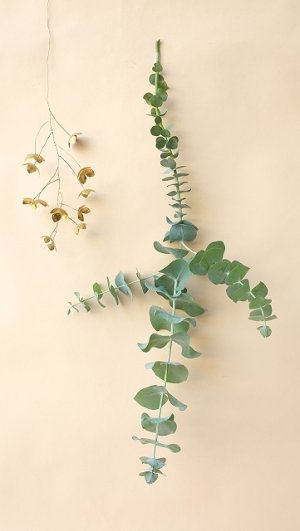 画像17: Dry plants for decor ユーカリ生切り枝（プルベルレンタ・銀世界）タイプ700mm