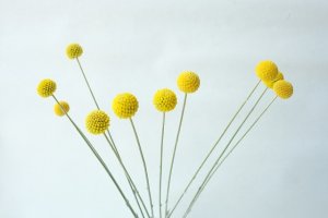 画像9: Dry plants for decor クラスペディア ・グラウカ種（5本セット）＊outlet