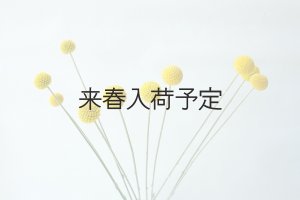 画像9: Dry plants for decor クラスペディア ・グラウカ種