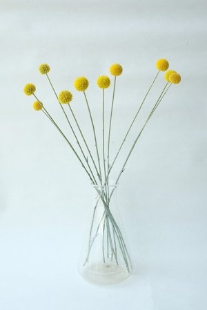 画像7: Dry plants for decor クラスペディア ・グラウカ種（5本セット）＊outlet