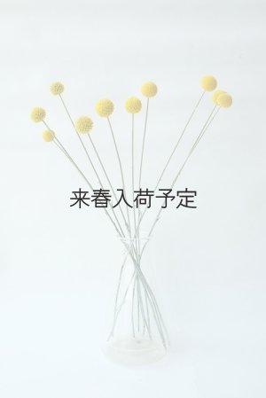 画像7: Dry plants for decor クラスペディア ・グラウカ種