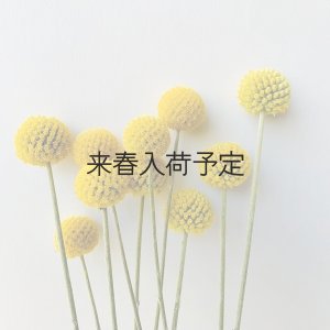 画像10: Dry plants for decor クラスペディア ・グラウカ種