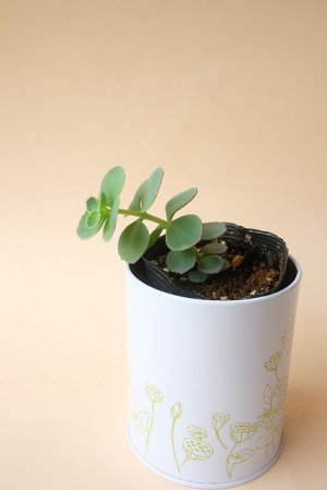 画像3: 多肉植物（ミセバヤ・セダム属）苗・オプションでオリジナルスチール丸缶