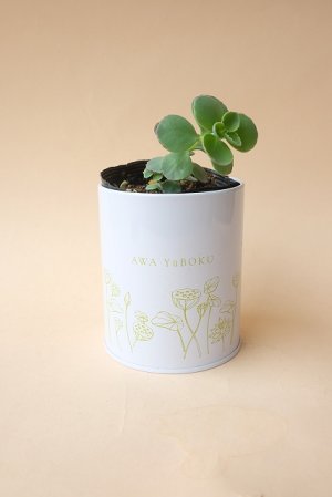 画像1: 多肉植物（ミセバヤ・セダム属）苗・オプションでオリジナルスチール丸缶