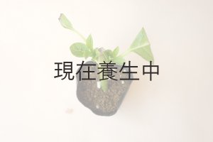 画像4: アキイロ紫陽花・挿し木苗