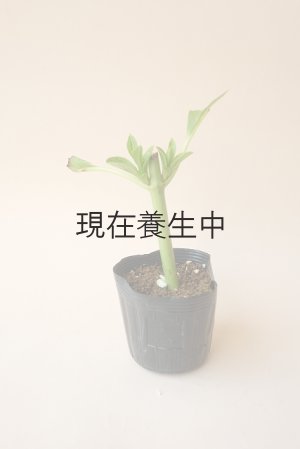 画像2: アキイロ紫陽花・挿し木苗