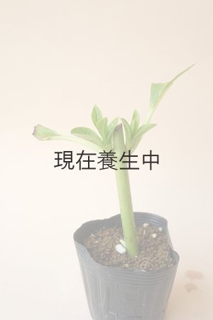 画像3: アキイロ紫陽花・挿し木苗