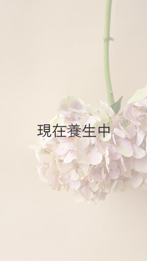 画像5: アキイロ紫陽花・挿し木苗