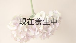 画像6: アキイロ紫陽花・挿し木苗