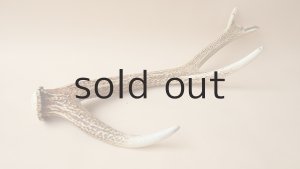 画像4: デコール用二ホンジカの角＊outlet＊