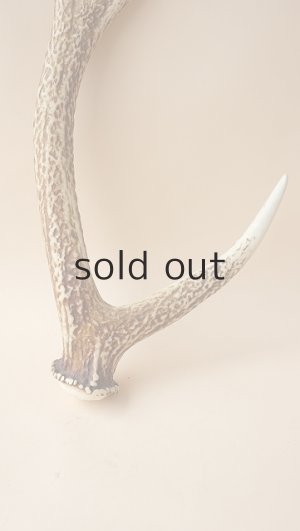 画像5: デコール用二ホンジカの角＊outlet＊