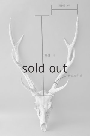 画像6: デコール用二ホンジカの角＊outlet＊
