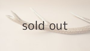 画像2: デコール用二ホンジカの角＊outlet＊