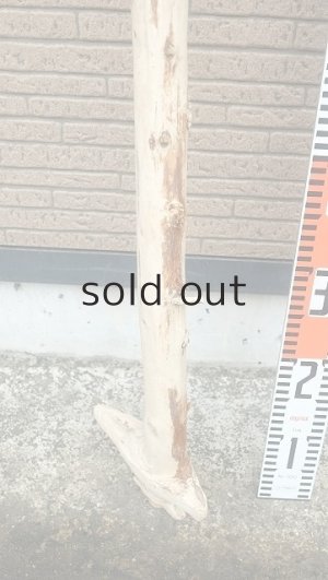 画像5: 棒流木・長尺