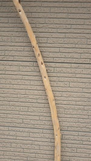 画像3: 棒流木・長尺