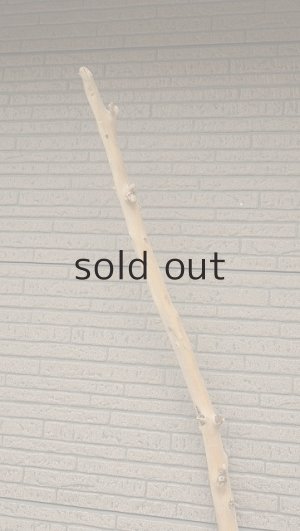 画像4: 棒流木・長尺