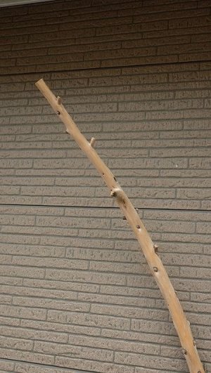 画像4: 棒流木・長尺