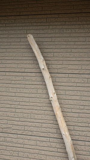 画像4: 棒流木・長尺