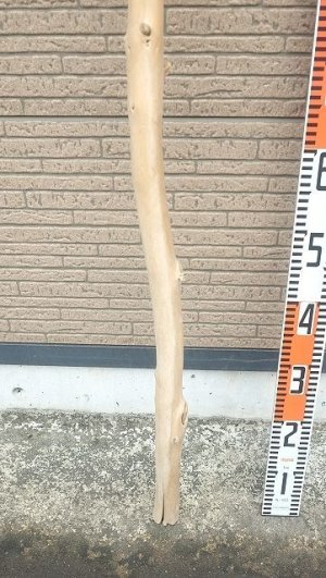 画像5: 棒流木・長尺