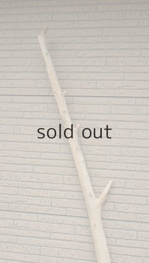 画像4: 棒流木・長尺