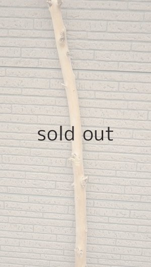 画像3: 棒流木・長尺