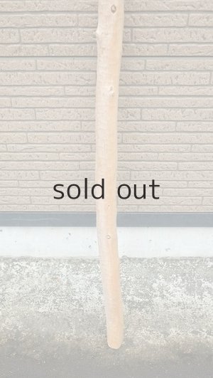 画像2: 棒流木・長尺