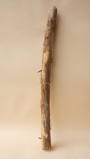 画像1: 棒流木（カット流木）