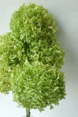 画像2: Dry plants for decor デコール用乾燥紫陽花（アナベル・中）2021年度開花分