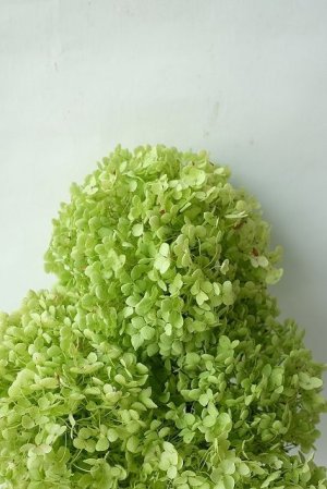 画像5: Dry plants for decor デコール用乾燥紫陽花（アナベル・中）2021年度開花分